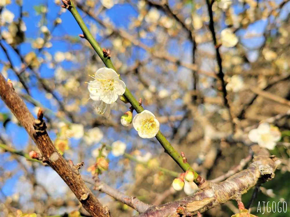 高雄景點 六龜梅花林 賴家古厝休閒露營區 高雄梅花景點推薦