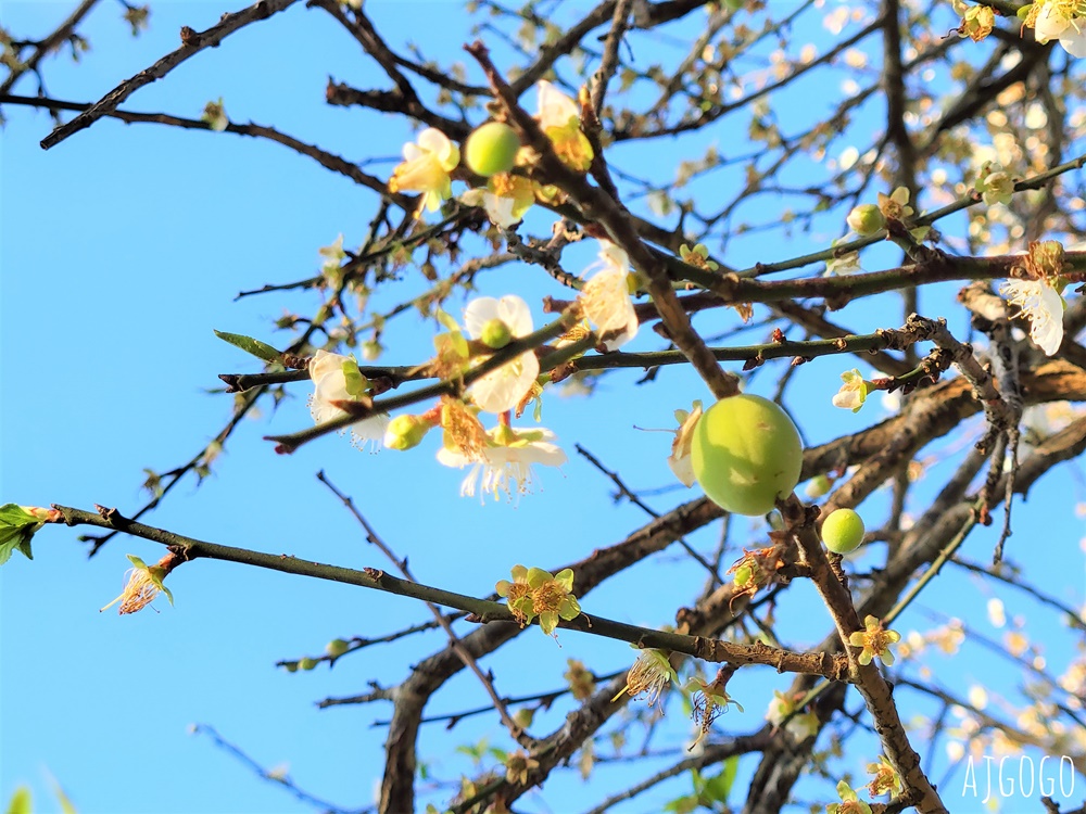 高雄景點 六龜梅花林 賴家古厝休閒露營區 高雄梅花景點推薦