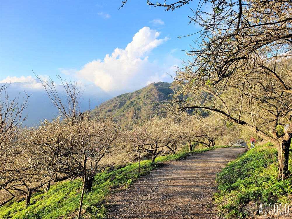高雄景點 六龜梅花林 賴家古厝休閒露營區 高雄梅花景點推薦