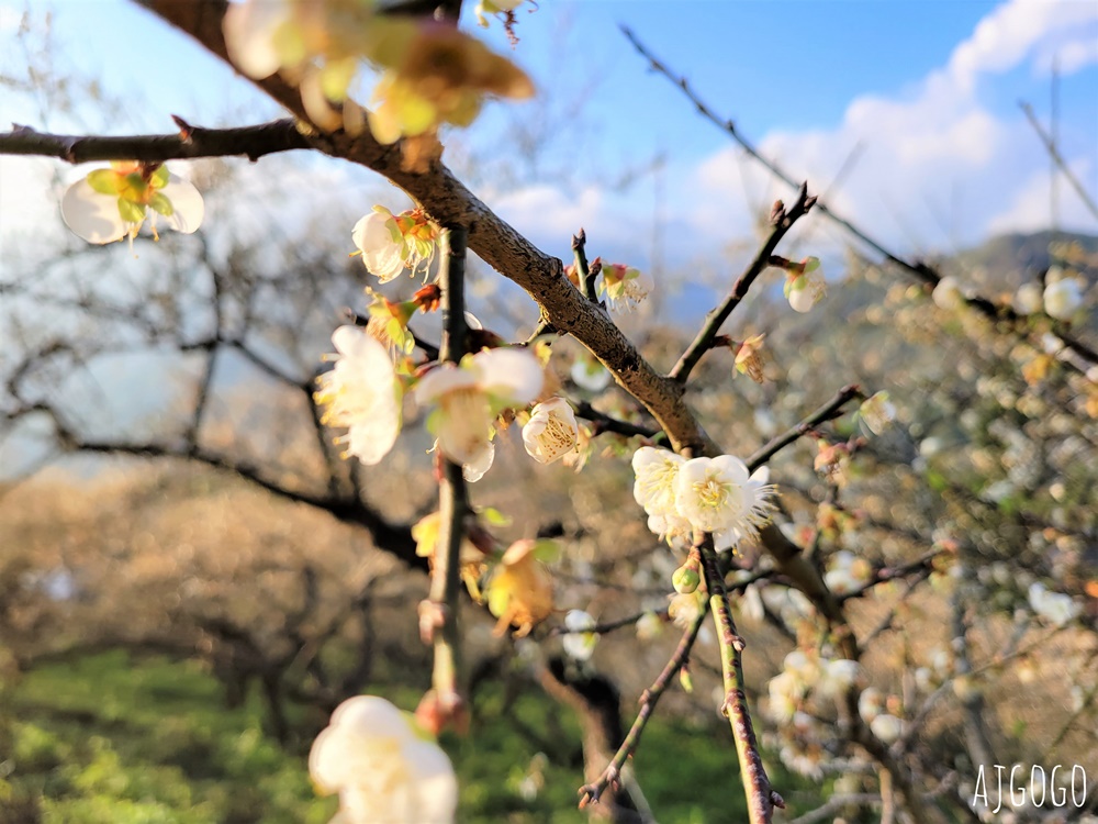 高雄景點 六龜梅花林 賴家古厝休閒露營區 高雄梅花景點推薦
