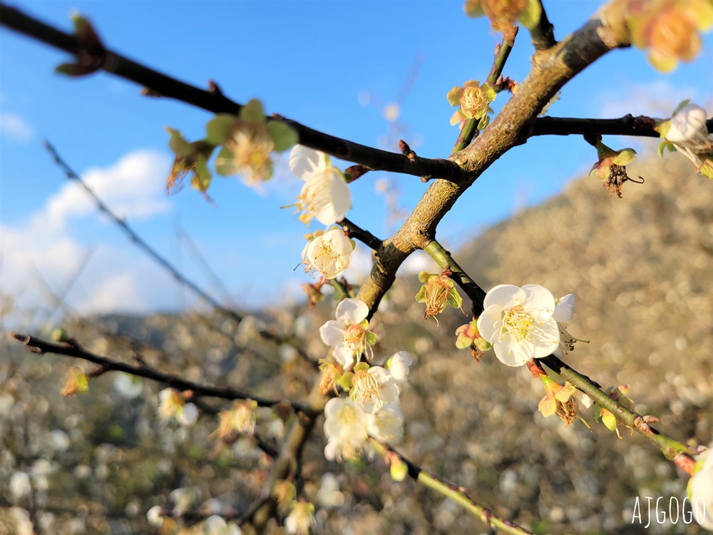 高雄景點 六龜梅花林 賴家古厝休閒露營區 高雄梅花景點推薦