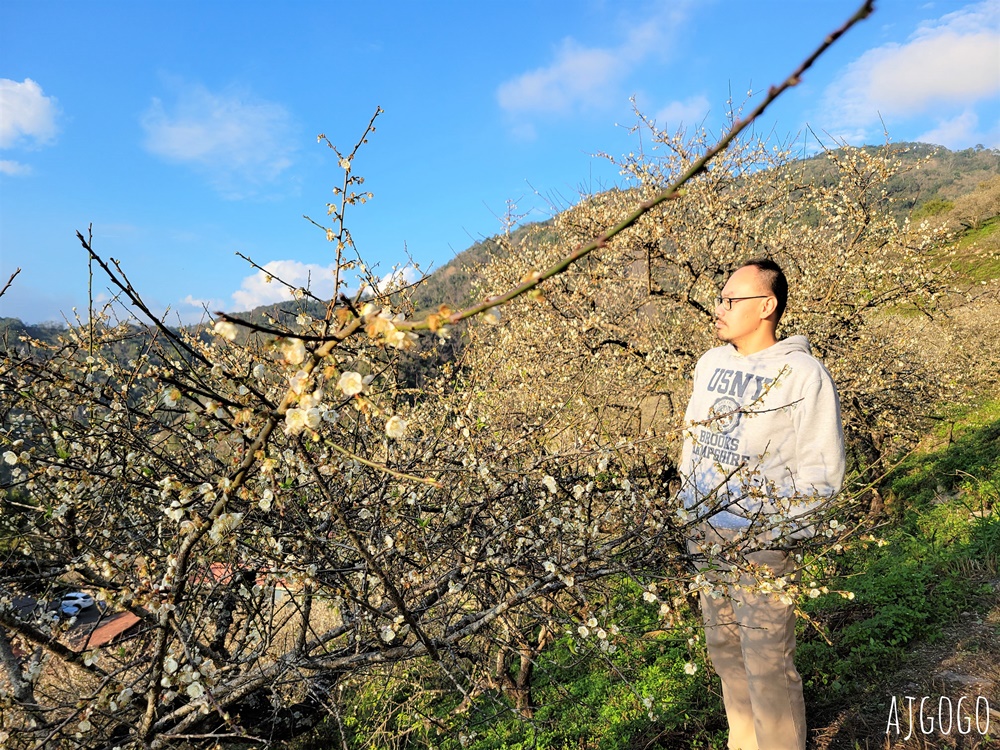 高雄景點 六龜梅花林 賴家古厝休閒露營區 高雄梅花景點推薦