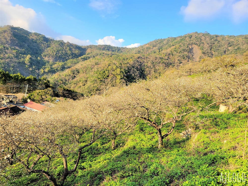 高雄景點 六龜梅花林 賴家古厝休閒露營區 高雄梅花景點推薦