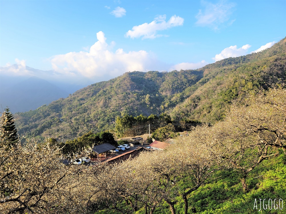 高雄景點 六龜梅花林 賴家古厝休閒露營區 高雄梅花景點推薦