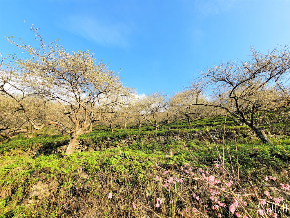 高雄景點 六龜梅花林 賴家古厝休閒露營區 高雄梅花景點推薦