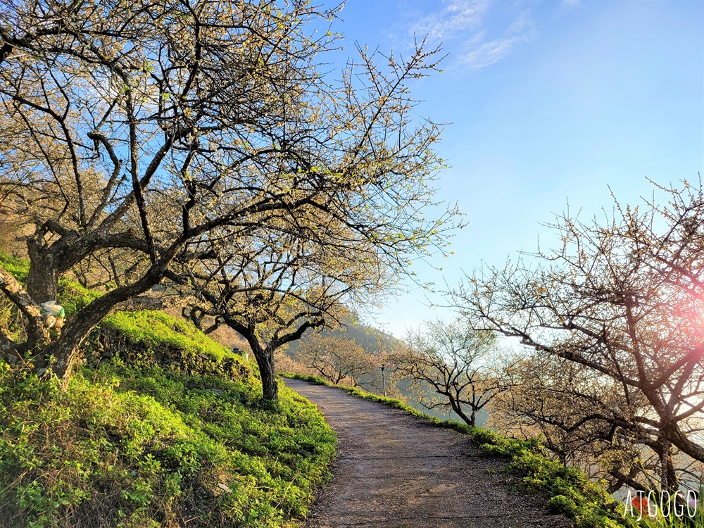 高雄景點 六龜梅花林 賴家古厝休閒露營區 高雄梅花景點推薦