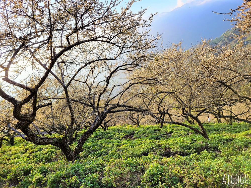 高雄景點 六龜梅花林 賴家古厝休閒露營區 高雄梅花景點推薦