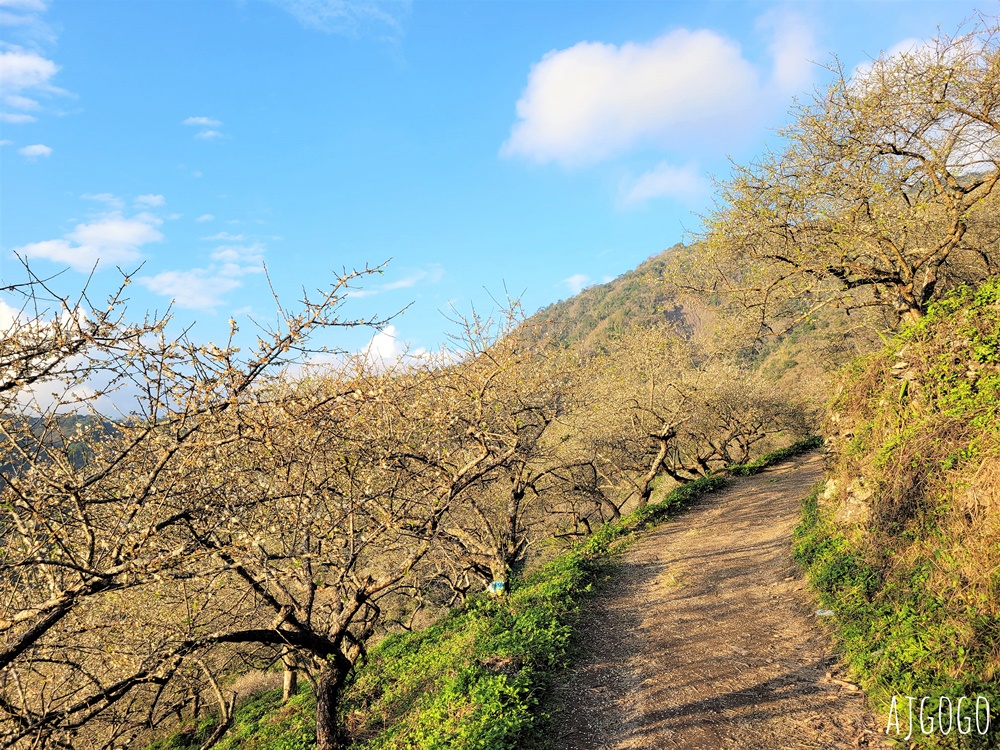 高雄景點 六龜梅花林 賴家古厝休閒露營區 高雄梅花景點推薦