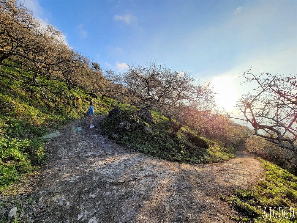 高雄景點 六龜梅花林 賴家古厝休閒露營區 高雄梅花景點推薦