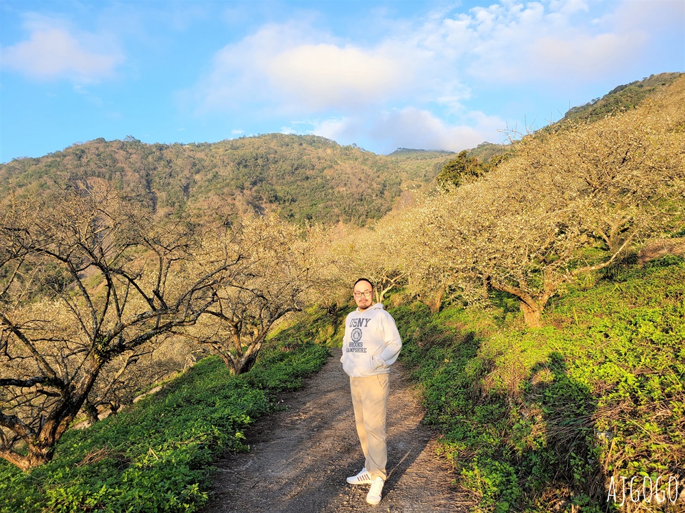 高雄景點 六龜梅花林 賴家古厝休閒露營區 高雄梅花景點推薦