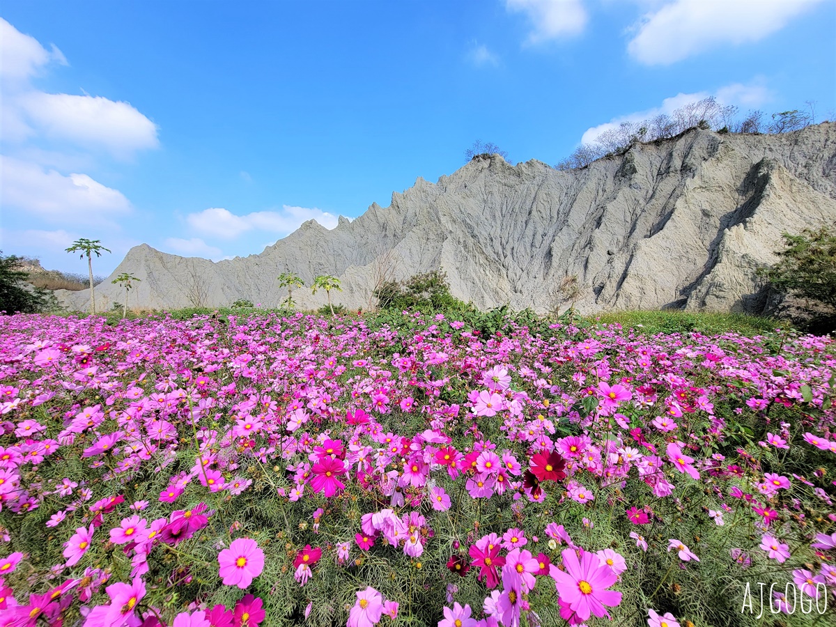 高雄景點 田寮月世界秘境 大波斯菊花海現身月球表面 @AJ的旅行地圖