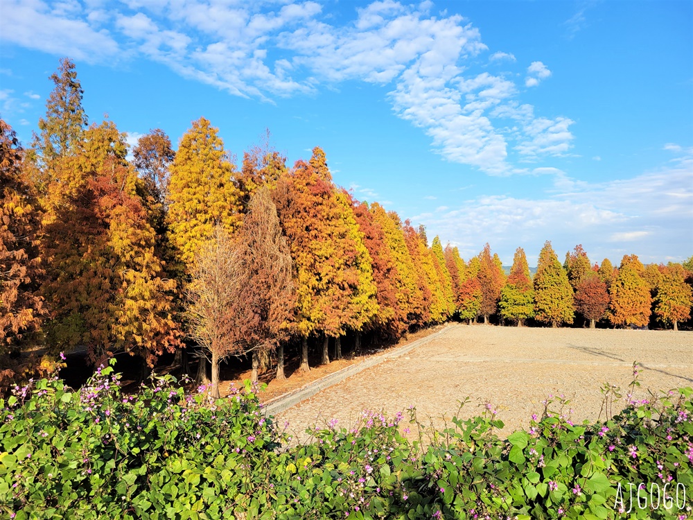 2026彰化景點 大村落羽松 L型巨大落羽松林 每年1月變色