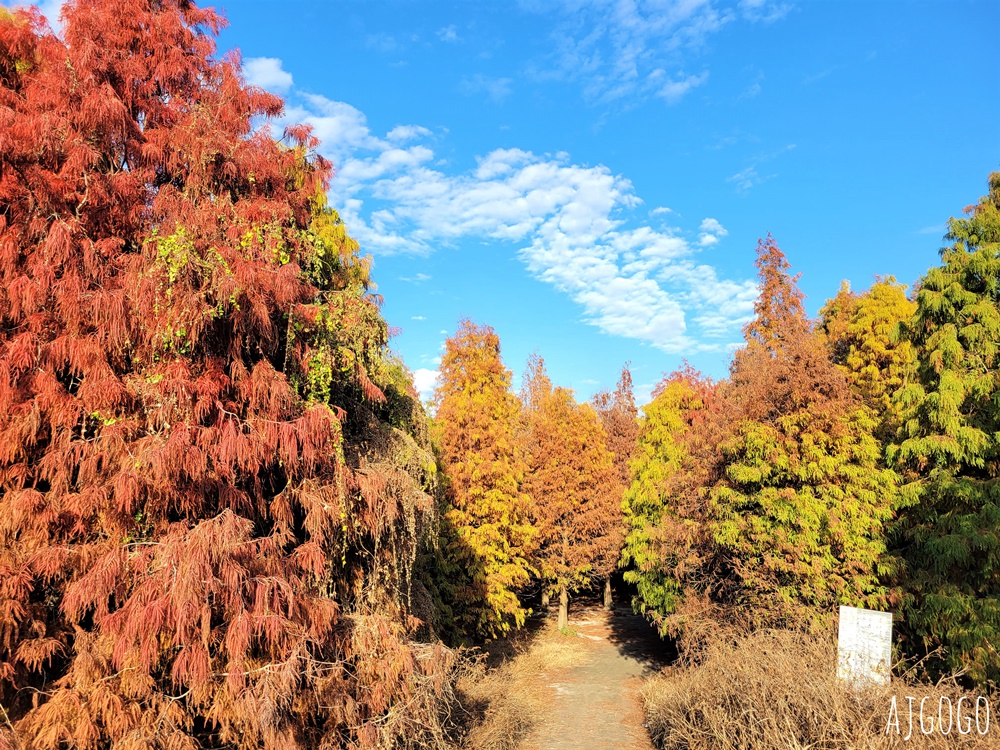 2026彰化景點 大村落羽松 L型巨大落羽松林 每年1月變色