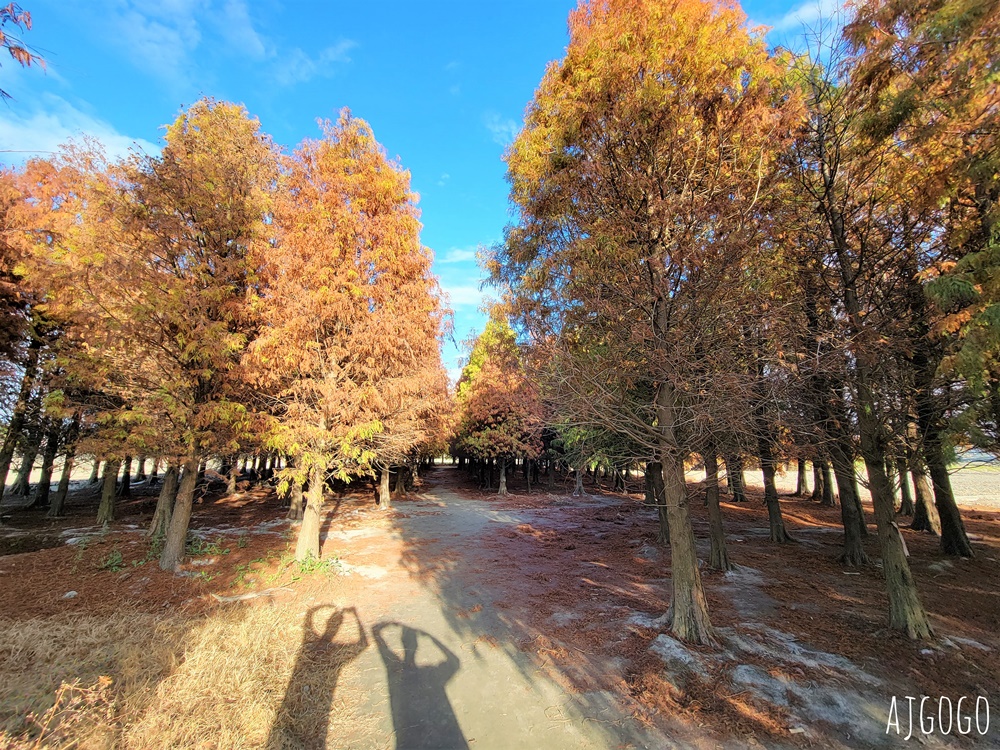 2026彰化景點 大村落羽松 L型巨大落羽松林 每年1月變色 2026彰化景點 大村落羽松 L型巨大落羽松林 每年1月變色
