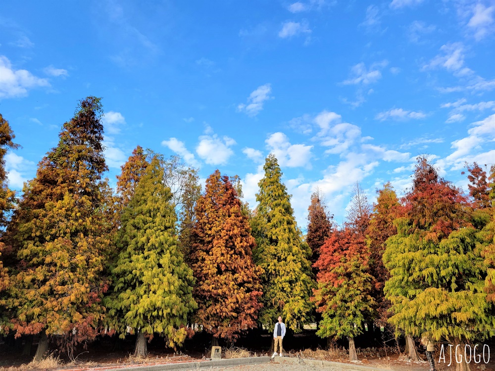 2026彰化景點 大村落羽松 L型巨大落羽松林 每年1月變色 2026彰化景點 大村落羽松 L型巨大落羽松林 每年1月變色