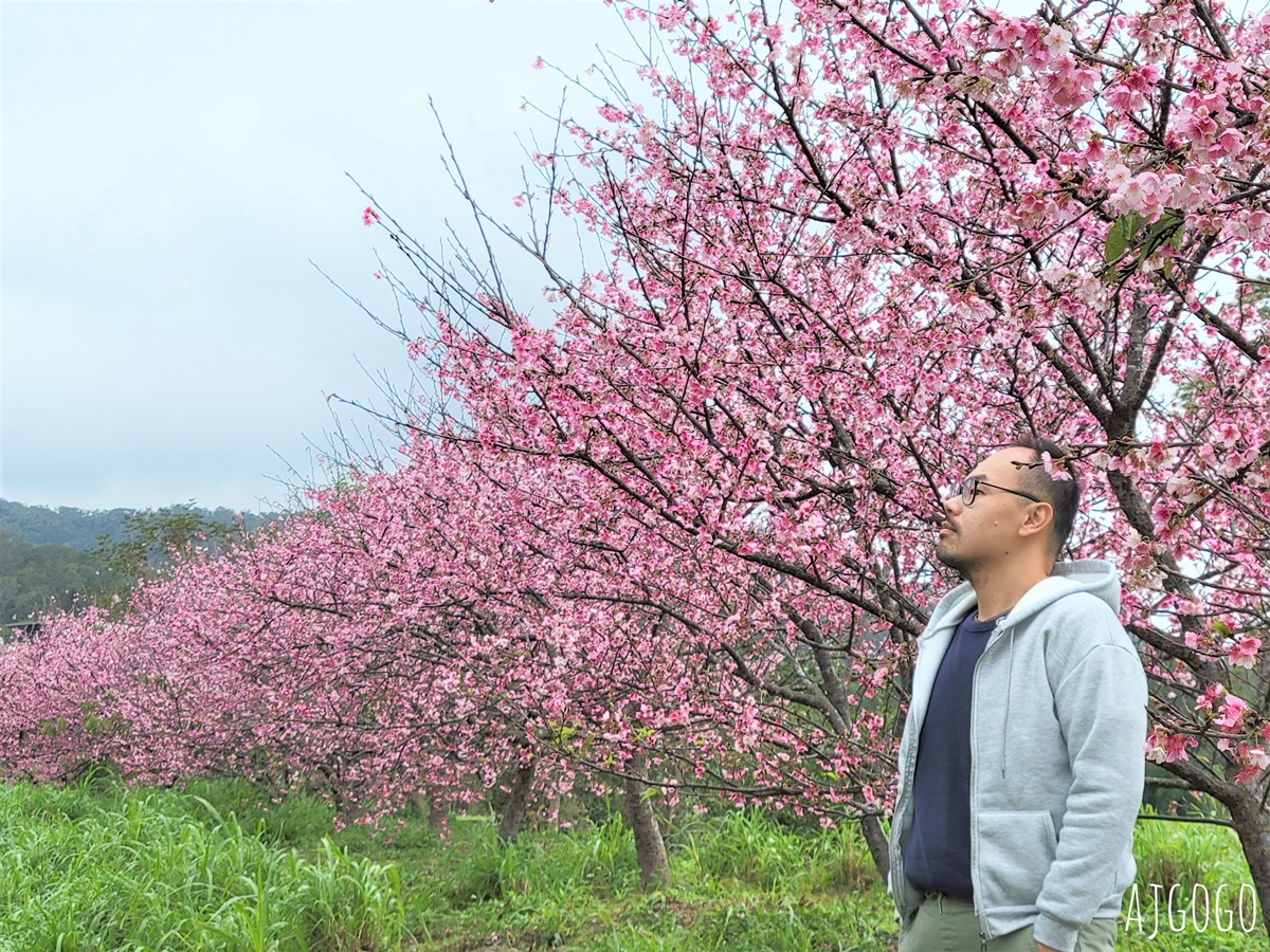 2026新竹景點 新竹櫻花 池畔盛開的寒櫻林 關西上林里私房景點 每年1月中開花 @AJ的旅行地圖