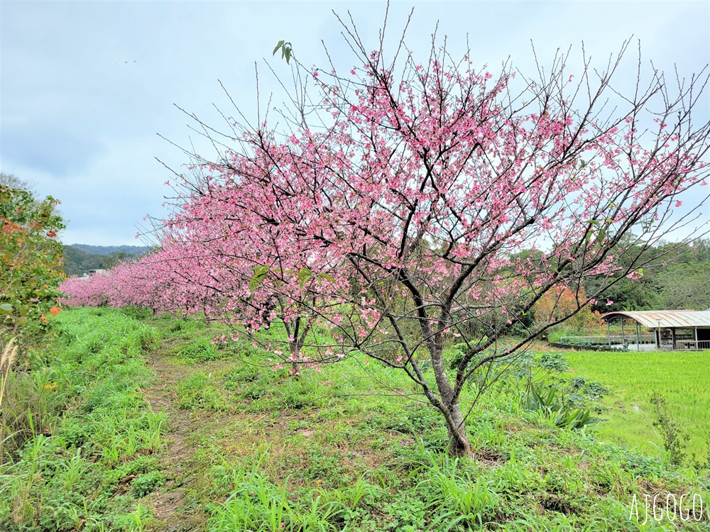 2026新竹景點 新竹櫻花 池畔盛開的寒櫻林 關西上林里私房景點 每年1月中開花