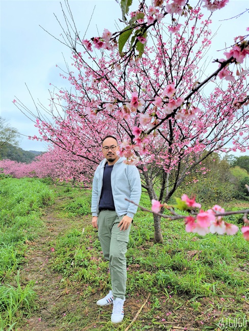 2026新竹景點 新竹櫻花 池畔盛開的寒櫻林 關西上林里私房景點 每年1月中開花 2026新竹景點 新竹櫻花 池畔盛開的寒櫻林 關西上林里私房景點 每年1月中開花