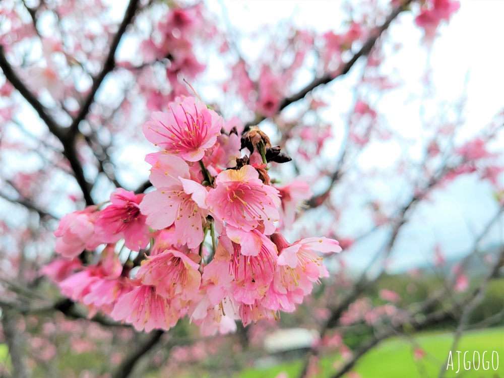 2026新竹景點 新竹櫻花 池畔盛開的寒櫻林 關西上林里私房景點 每年1月中開花