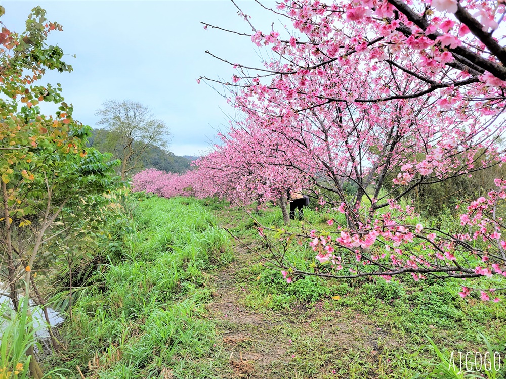 2026新竹景點 新竹櫻花 池畔盛開的寒櫻林 關西上林里私房景點 每年1月中開花