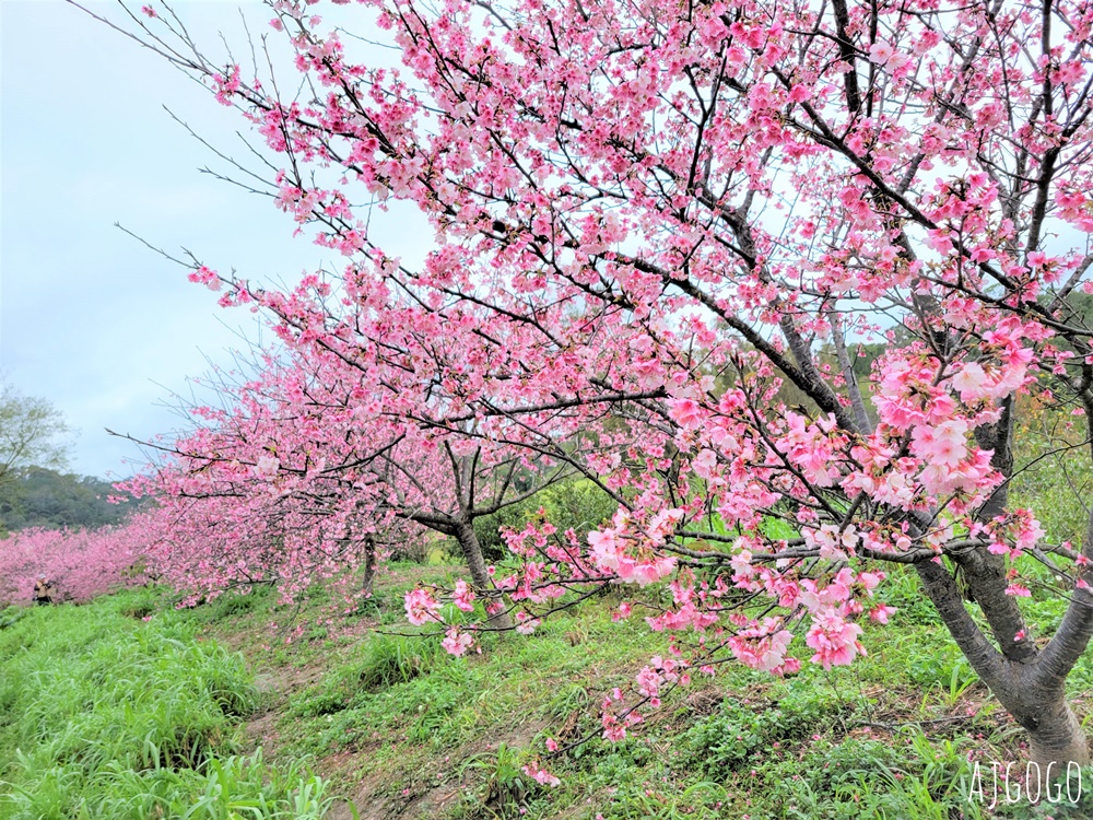 2026新竹景點 新竹櫻花 池畔盛開的寒櫻林 關西上林里私房景點 每年1月中開花