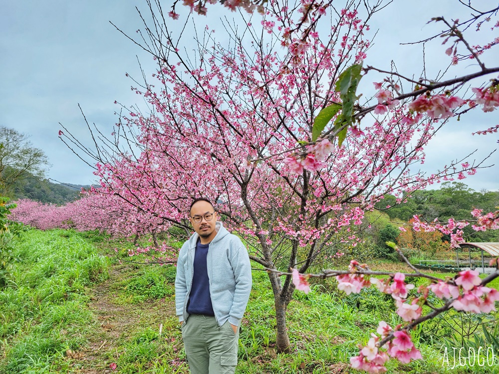 2026新竹景點 新竹櫻花 池畔盛開的寒櫻林 關西上林里私房景點 每年1月中開花