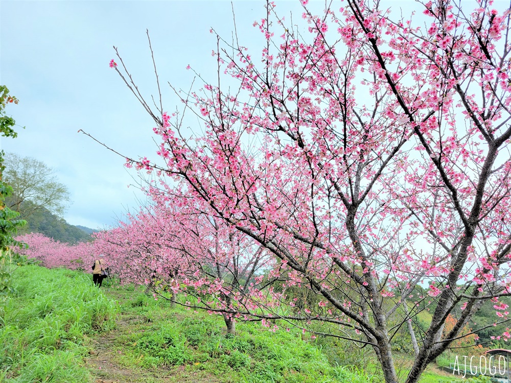 2026新竹景點 新竹櫻花 池畔盛開的寒櫻林 關西上林里私房景點 每年1月中開花