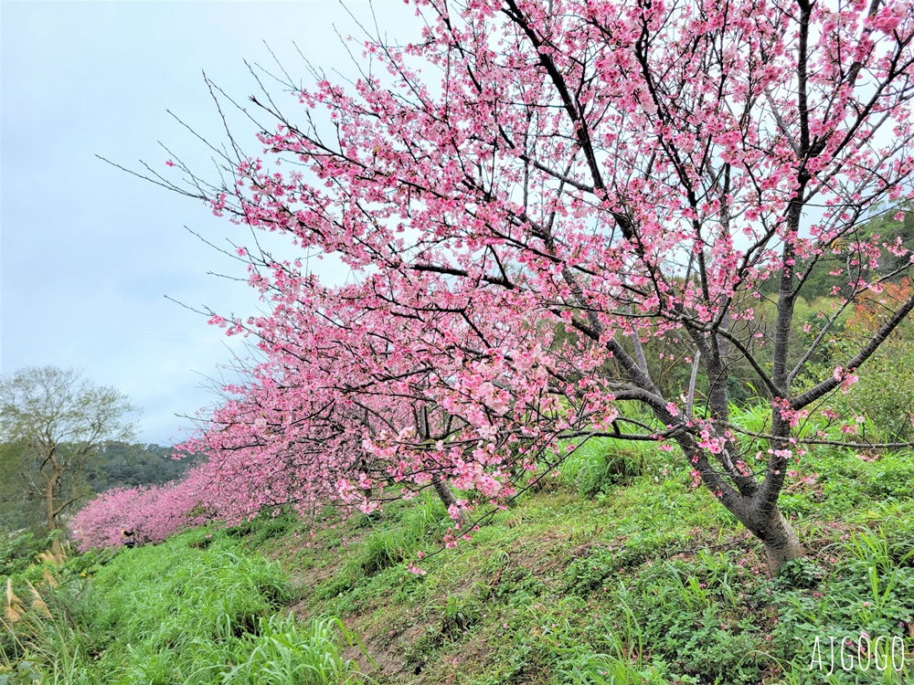 2026新竹景點 新竹櫻花 池畔盛開的寒櫻林 關西上林里私房景點 每年1月中開花