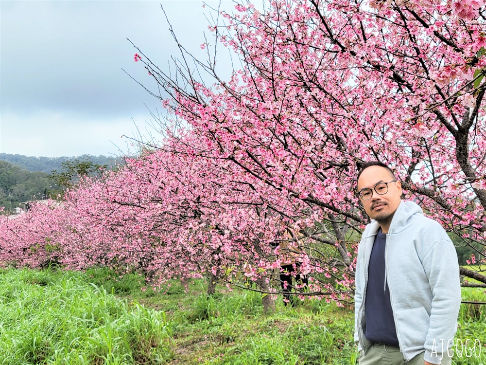 2026新竹景點 新竹櫻花 池畔盛開的寒櫻林 關西上林里私房景點 每年1月中開花