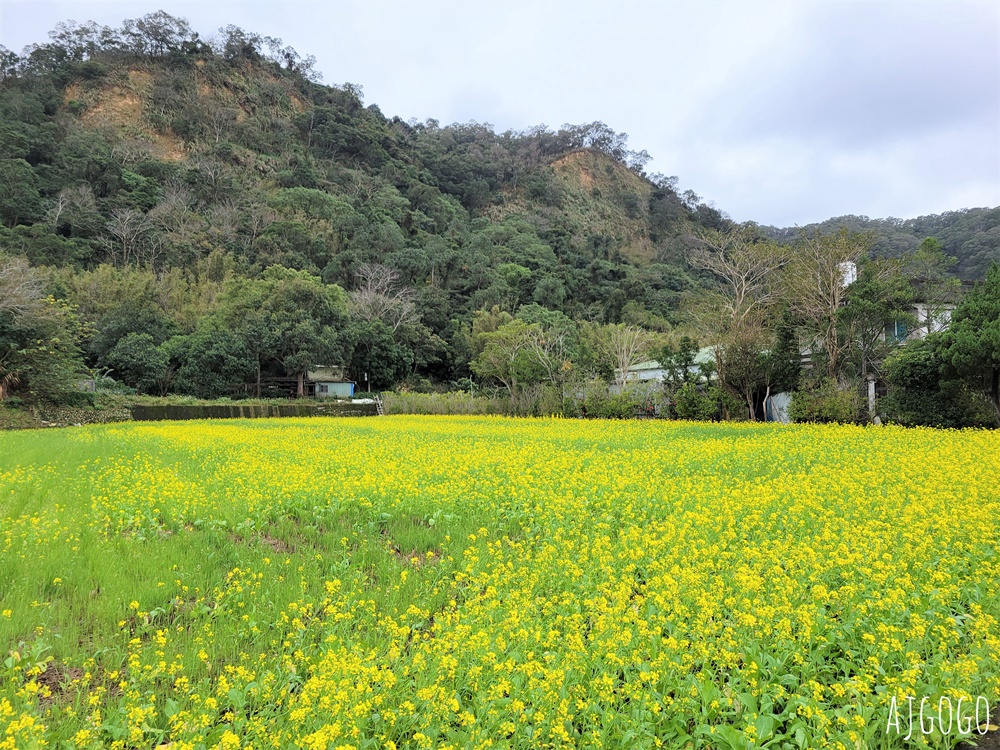 2026新竹景點 新竹櫻花 池畔盛開的寒櫻林 關西上林里私房景點 每年1月中開花 2026新竹景點 新竹櫻花 池畔盛開的寒櫻林 關西上林里私房景點 每年1月中開花