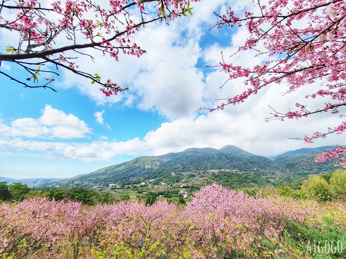 2026台北景點 陽明山櫻花 大埔農場櫻花林 富士櫻、昭和櫻 台北一日遊 @AJ的旅行地圖