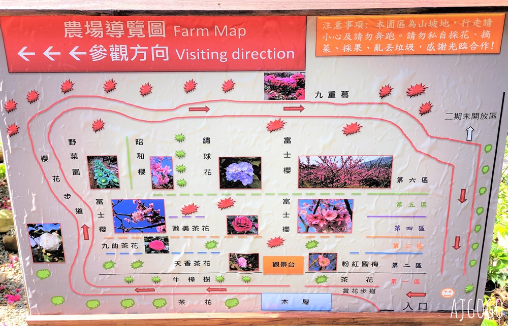2026台北景點 陽明山櫻花 大埔農場櫻花林 富士櫻、昭和櫻 台北一日遊