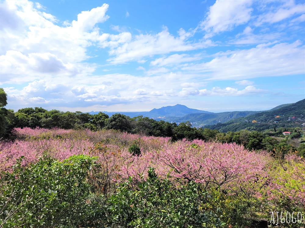2026台北景點 陽明山櫻花 大埔農場櫻花林 富士櫻、昭和櫻 台北一日遊 2026台北景點 陽明山櫻花 大埔農場櫻花林 富士櫻、昭和櫻 台北一日遊