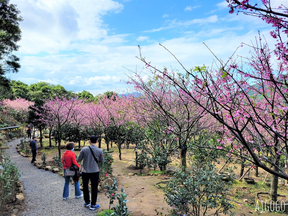 2026台北景點 陽明山櫻花 大埔農場櫻花林 富士櫻、昭和櫻 台北一日遊