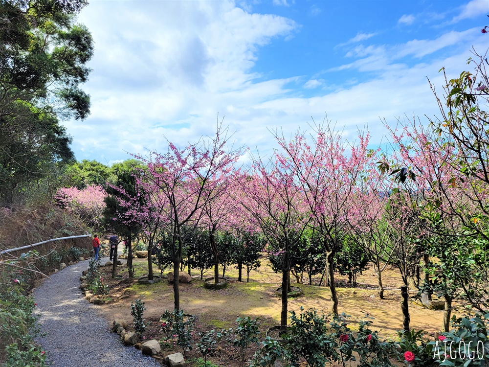 2026台北景點 陽明山櫻花 大埔農場櫻花林 富士櫻、昭和櫻 台北一日遊 2026台北景點 陽明山櫻花 大埔農場櫻花林 富士櫻、昭和櫻 台北一日遊