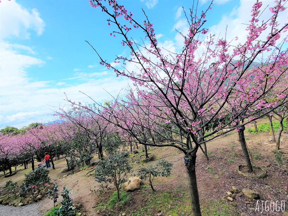 2026台北景點 陽明山櫻花 大埔農場櫻花林 富士櫻、昭和櫻 台北一日遊