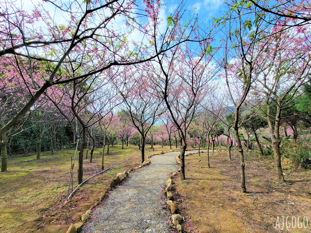 2026台北景點 陽明山櫻花 大埔農場櫻花林 富士櫻、昭和櫻 台北一日遊 2026台北景點 陽明山櫻花 大埔農場櫻花林 富士櫻、昭和櫻 台北一日遊