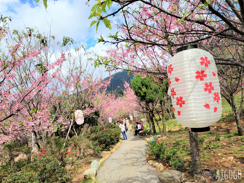 2026台北景點 陽明山櫻花 大埔農場櫻花林 富士櫻、昭和櫻 台北一日遊