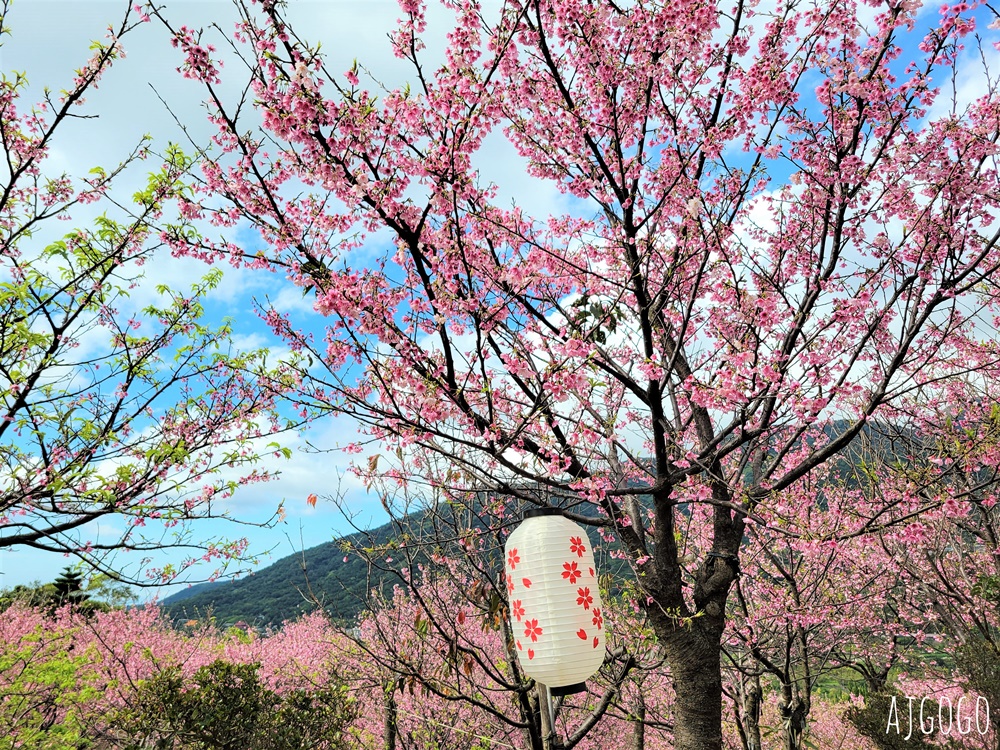 2026台北景點 陽明山櫻花 大埔農場櫻花林 富士櫻、昭和櫻 台北一日遊 2026台北景點 陽明山櫻花 大埔農場櫻花林 富士櫻、昭和櫻 台北一日遊