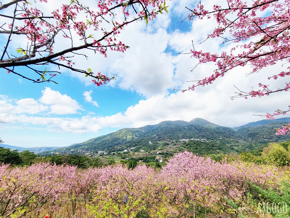 2026台北景點 陽明山櫻花 大埔農場櫻花林 富士櫻、昭和櫻 台北一日遊 2026台北景點 陽明山櫻花 大埔農場櫻花林 富士櫻、昭和櫻 台北一日遊