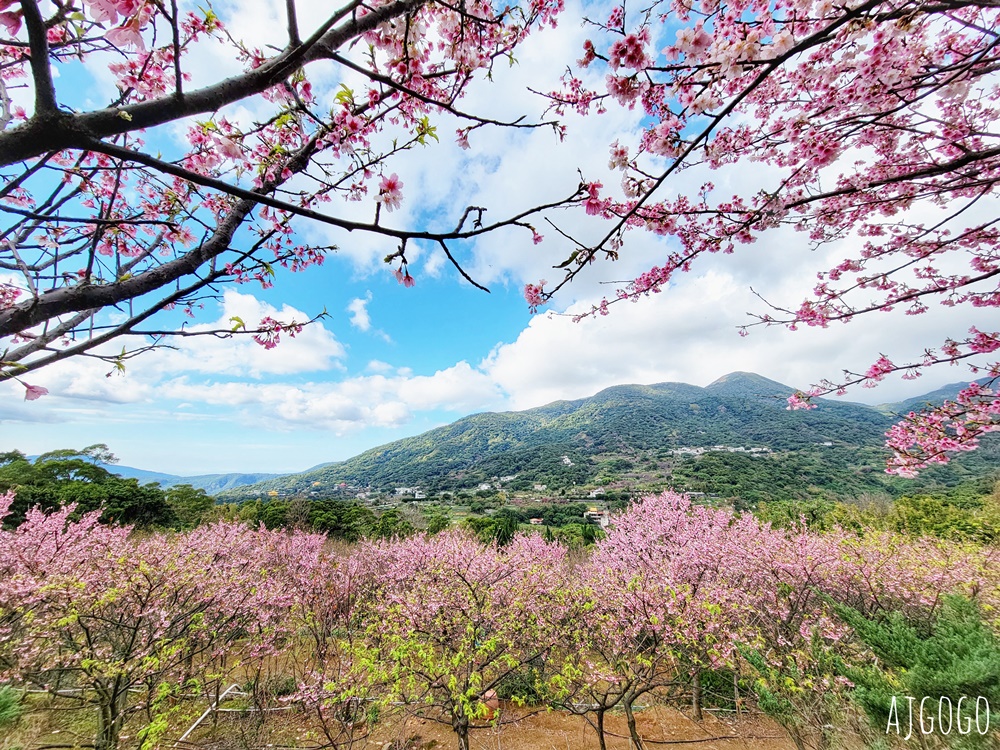 2026台北景點 陽明山櫻花 大埔農場櫻花林 富士櫻、昭和櫻 台北一日遊 2026台北景點 陽明山櫻花 大埔農場櫻花林 富士櫻、昭和櫻 台北一日遊