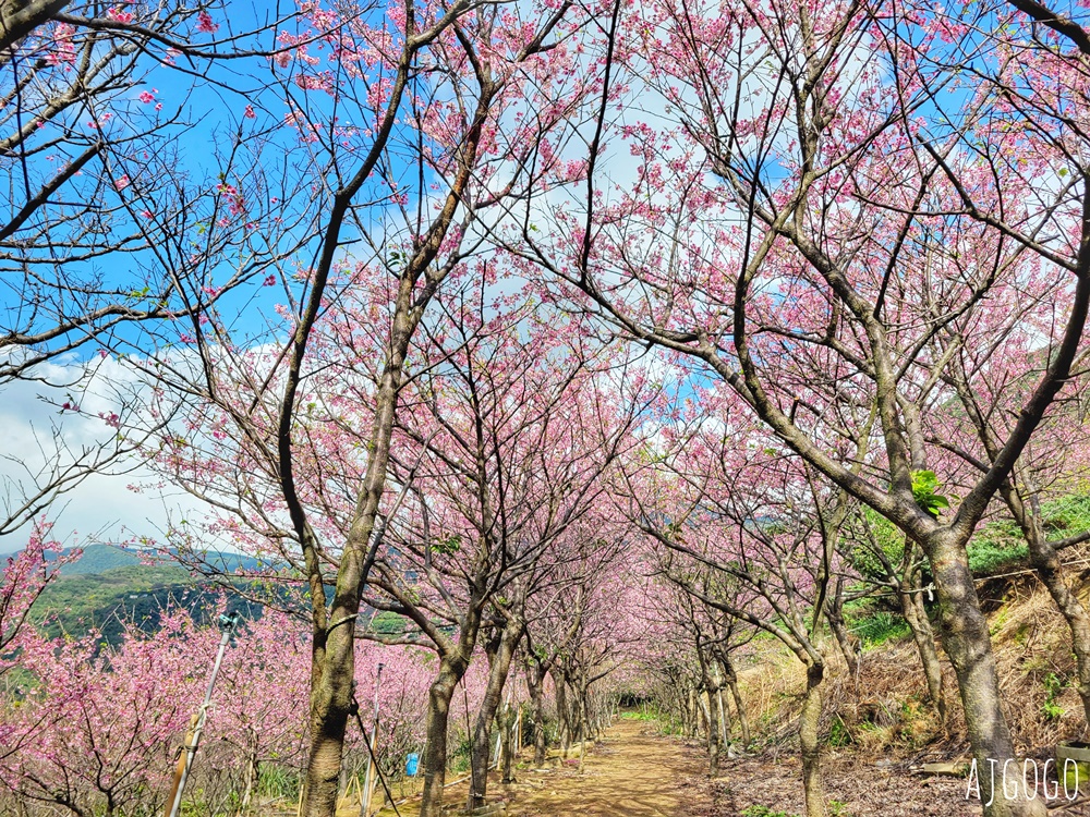 2026台北景點 陽明山櫻花 大埔農場櫻花林 富士櫻、昭和櫻 台北一日遊