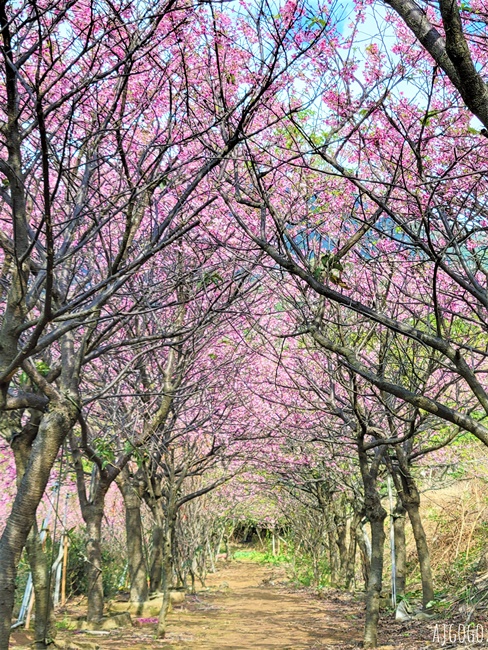 2026台北景點 陽明山櫻花 大埔農場櫻花林 富士櫻、昭和櫻 台北一日遊 2026台北景點 陽明山櫻花 大埔農場櫻花林 富士櫻、昭和櫻 台北一日遊