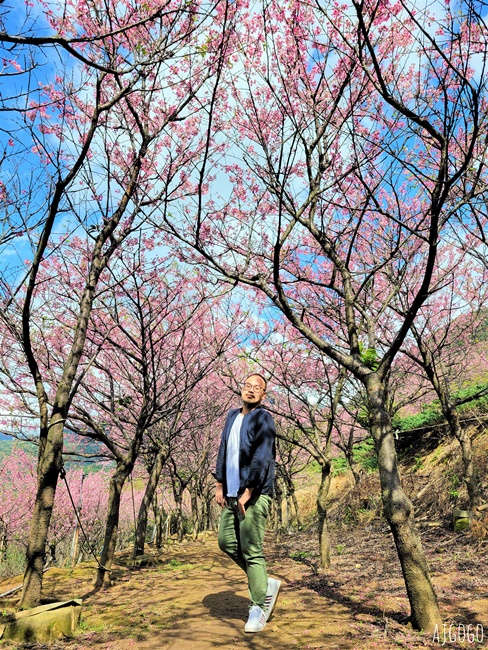 2026台北景點 陽明山櫻花 大埔農場櫻花林 富士櫻、昭和櫻 台北一日遊