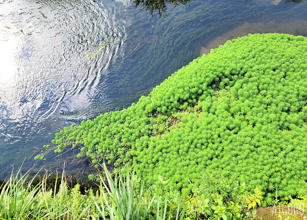 台北美食 冠宸食館 陽明山竹子湖超人氣餐廳 白斬雞、炒青菜好吃 陽明山餐廳