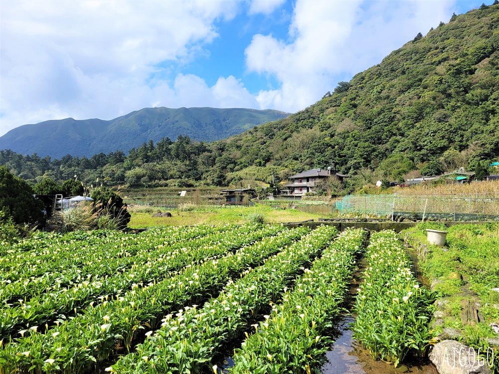 台北美食 冠宸食館 陽明山竹子湖超人氣餐廳 白斬雞、炒青菜好吃 陽明山餐廳