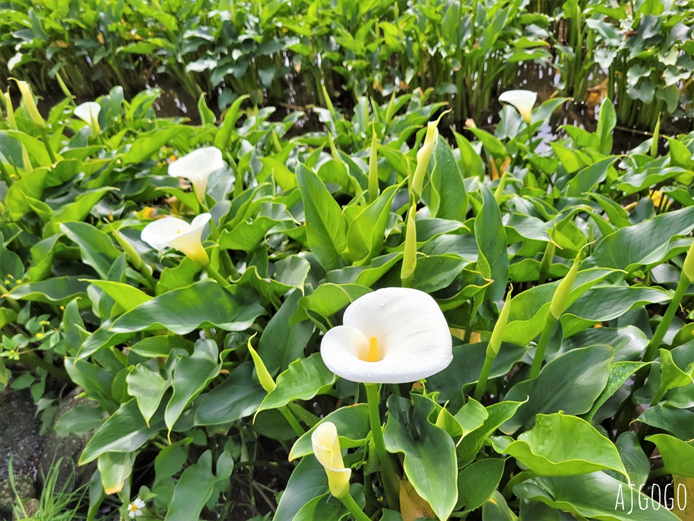台北美食 冠宸食館 陽明山竹子湖超人氣餐廳 白斬雞、炒青菜好吃 陽明山餐廳