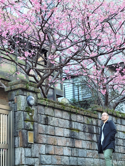 台北景點 台北花卉實驗中心 陽明山免費祕密花園 茶花、鬱金香、櫻花 台北一日遊推薦