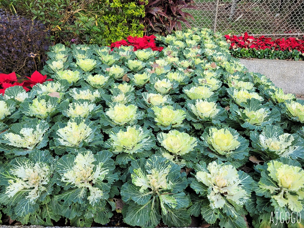 台北景點 台北花卉實驗中心 陽明山免費祕密花園 茶花、鬱金香、櫻花 台北一日遊推薦