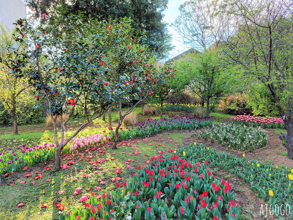 台北景點 台北花卉實驗中心 陽明山免費祕密花園 茶花、鬱金香、櫻花 台北一日遊推薦